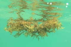 ホンダワラはサンゴ礁から剥がれて、海面に浮遊する