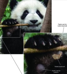 現代のジャイアントパンダに見られる「第6の指」