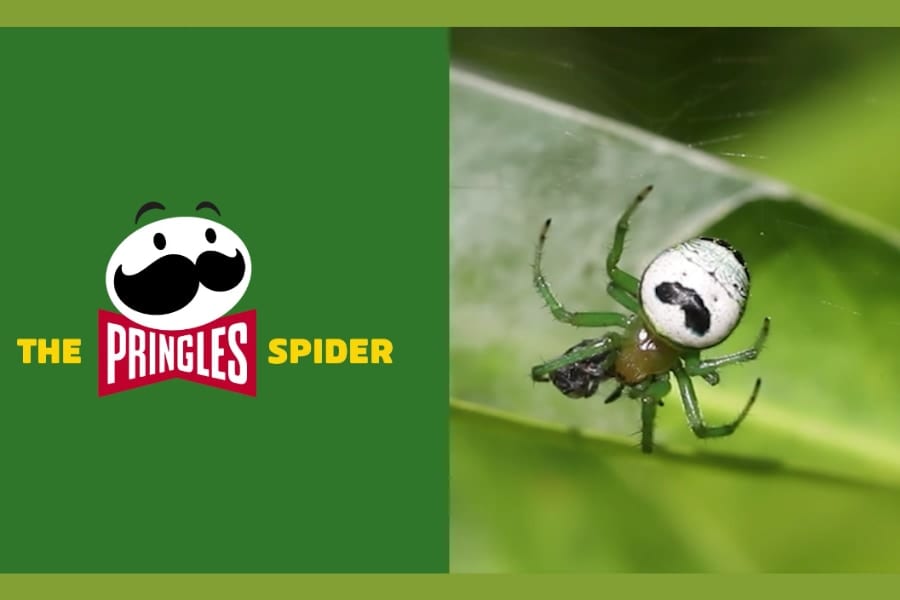 「ロゴに激似なのでプリングルス・スパイダーに改名して！」ケロッグ社が国際クモ学会へ嘆願！