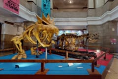 （左）ガチゴラスの骨格イメージ模型, （右）タルボサウルスの骨格模型