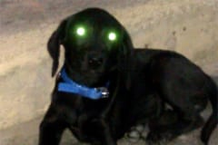 暗い闇でイヌやネコの目が光るのは、瞳の中にタペタム層があるため