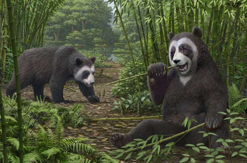 パンダはいつから笹を食べ始めたのか？　600万年前の祖先から竹を掴むため進化した指を確認！