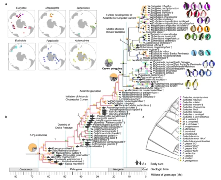 約6000万年前から続くペンギンの進化系統樹。現生種の共通祖先は約1400万年前（右から2番目の青線）に出現した