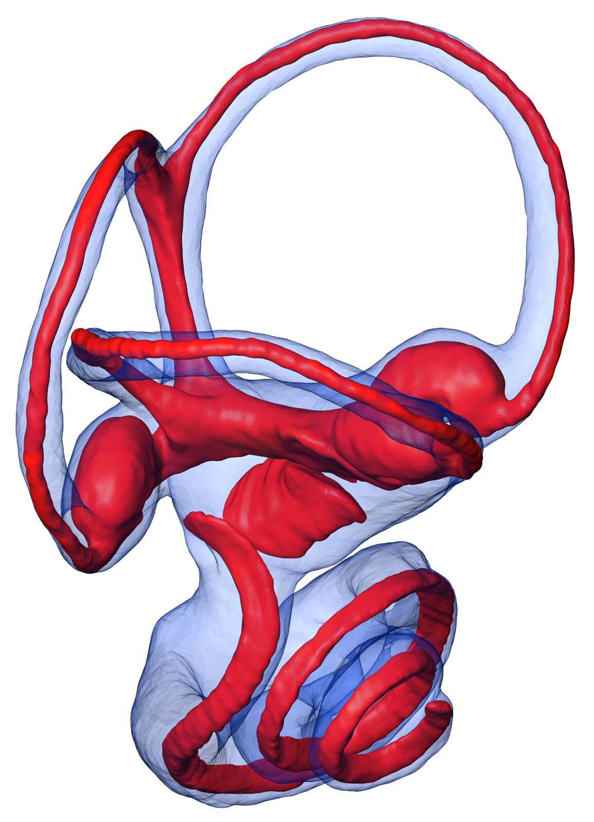 リスザルの内耳。青：骨部分、赤色：軟組織