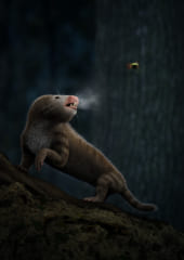 温かな呼気を吐く哺乳類の祖先