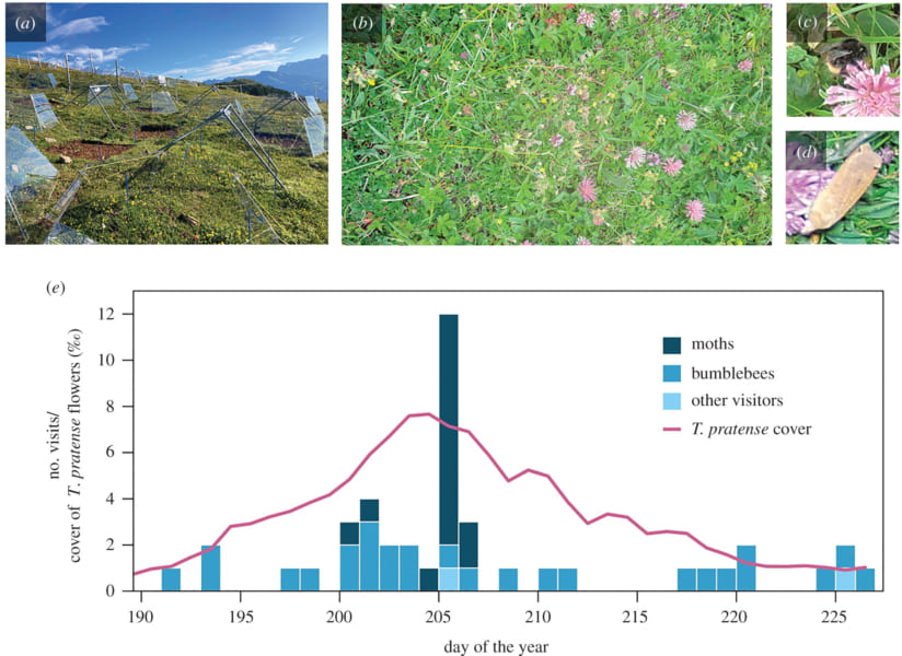 a:調査場所、b:撮影された画像、c・d: マルハナバチとガの訪花、e: ガの訪花が多いほど、ムラサキツメクサの量も増える