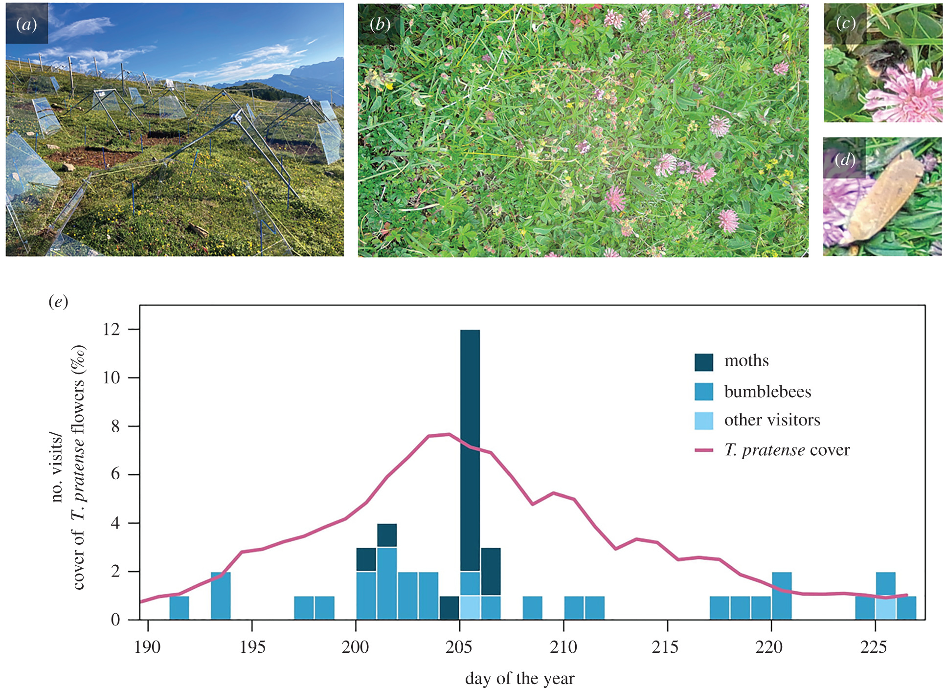 a:調査場所、b:撮影された画像、c・d: マルハナバチとガの訪花、e: ガの訪花が多いほど、ムラサキツメクサの量も増える