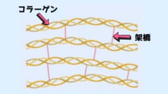 コラーゲンの分子を架橋処理によって結び付けて構造を強固にする