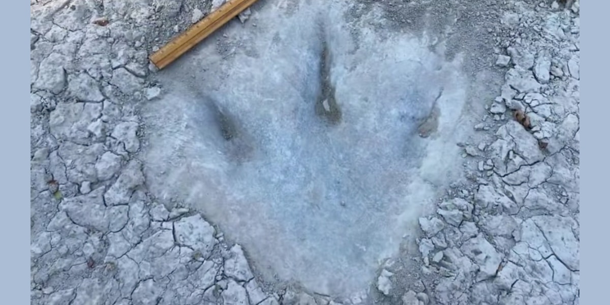 川の干上がりにより、1億年前の恐竜の足跡が出現！