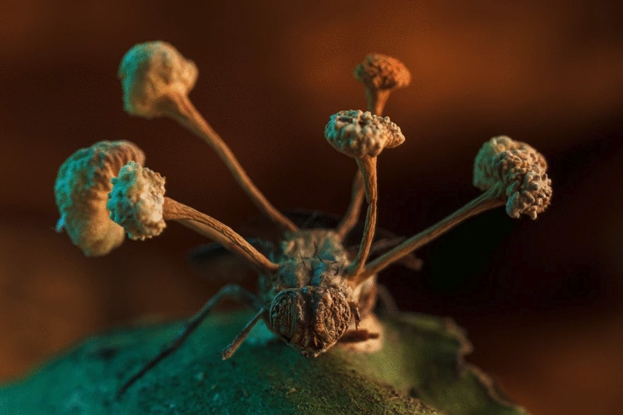 研究者の写真コンテスト！　まるでナウシカみたいな「ハエの死骸から伸びる寄生菌」がグランプリ！