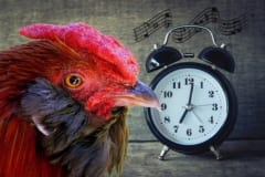 鶏も正確な体内時計を持っている