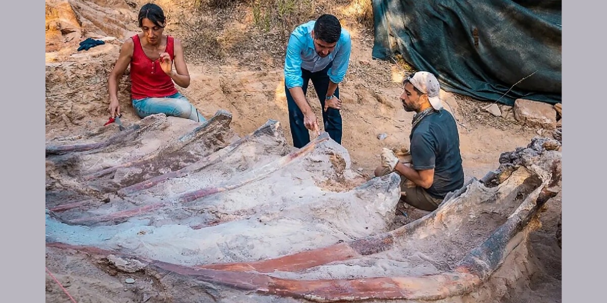 ヨーロッパ史上最大の恐竜化石を発見！