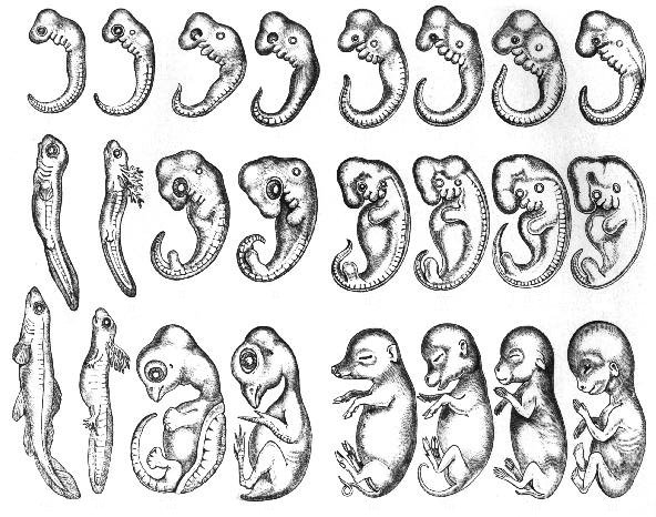 ヘッケル氏が1874年に描いた胎児の発生過程の図。現在では不正確さが指摘されている