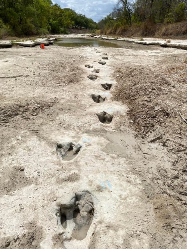 川底に見つかったアクロカントサウルスの足跡。この歩数は世界最長クラス