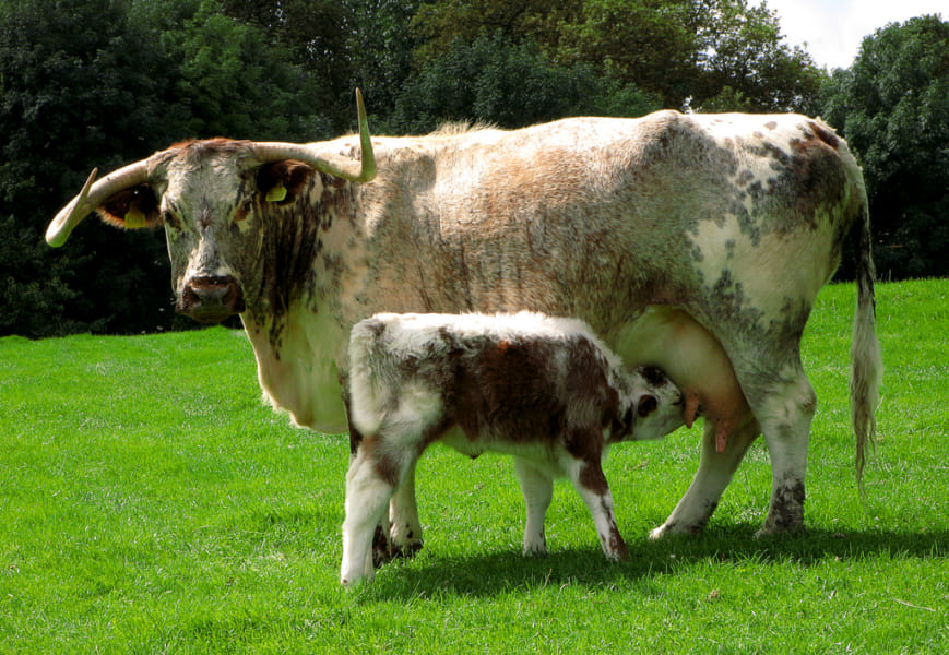 「イングリッシュ・ロングホーン」という種の牛