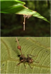 アリに寄生して成長した「タイワンアリタケ」