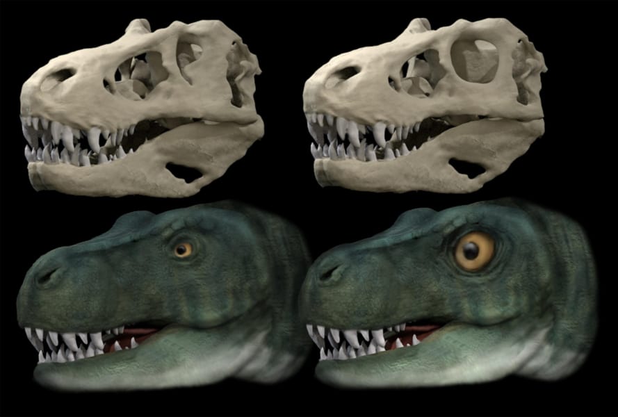 ティラノサウルスは噛みつきの衝撃で目玉が飛び出す恐れがあった！？