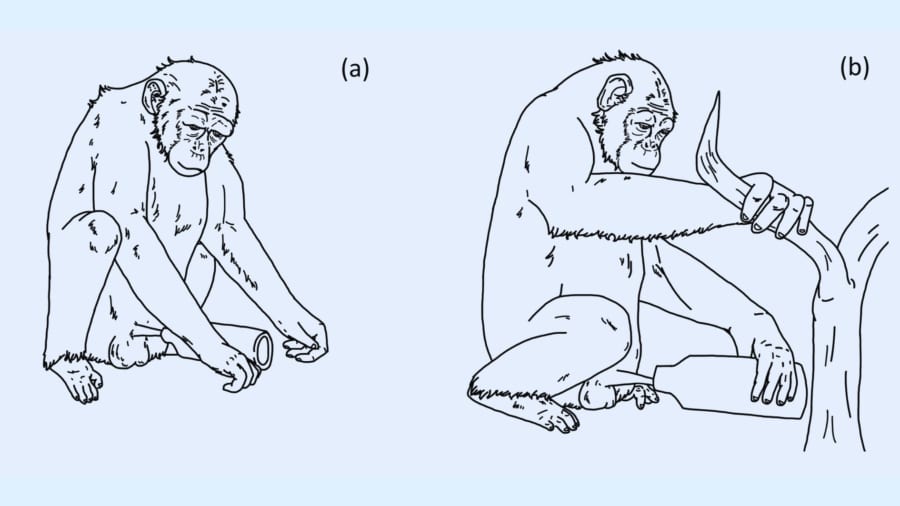 ペットボトルで自慰をするチンパンジー：この絵は2021年の類似する研究のものです