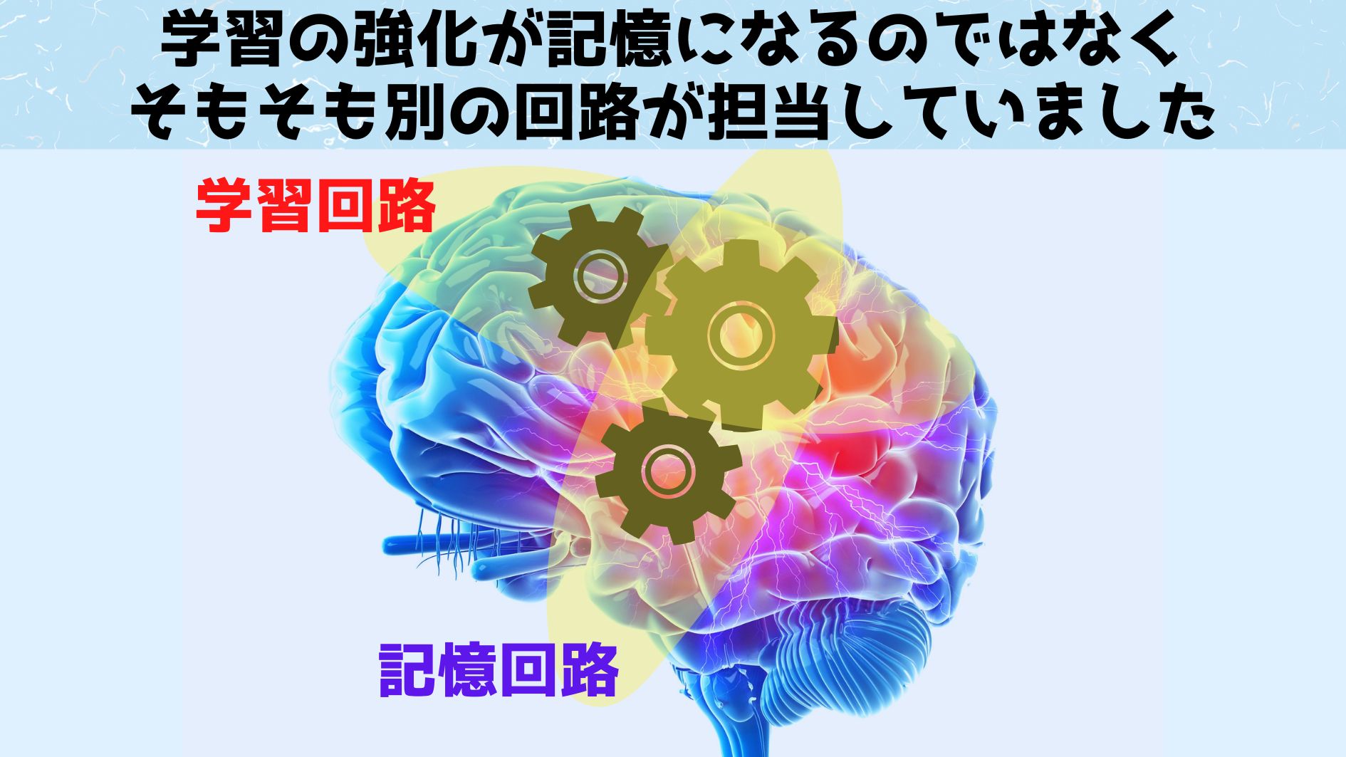 「学習」と「記憶」は別の脳回路が担当していると判明！
