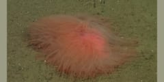 カリフォルニア湾の深海で見つかった新種の生物