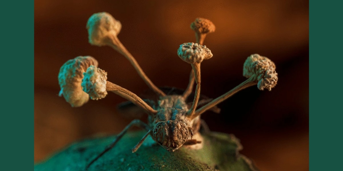 「ハエの亡骸から飛び出るゾンビ菌」の写真