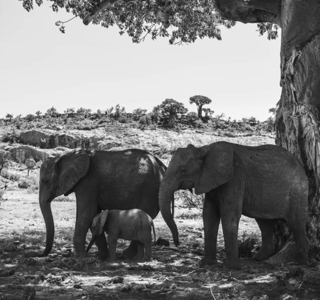 バオバブの木陰にたたずむアフリカゾウ