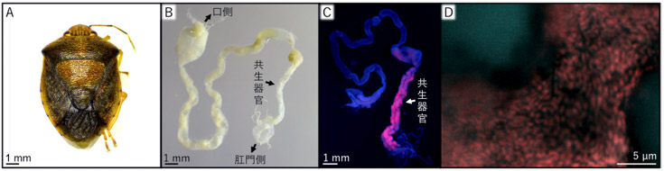 「大腸菌」を付与されたチャバネアオカメムシ（右端は、卵表面に塗布された大腸菌の顕微鏡画像）