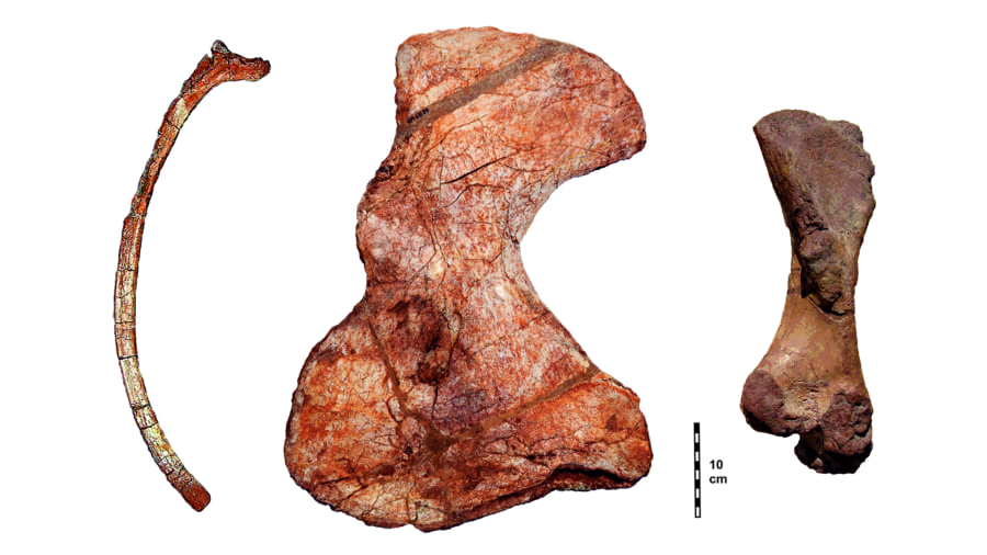 発見された肋骨、肩甲骨、大腿骨の化石