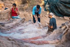 ポルトガル中部ポンバル近郊で見つかった肋骨化石