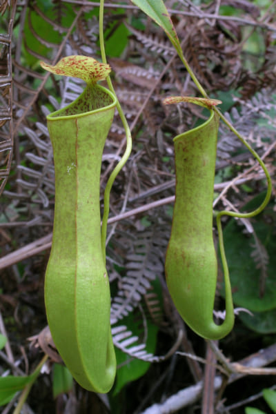 ネペンテス・グラシリス（Nepenthes gracilis）