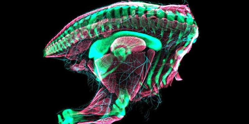 レーザー走査型共焦点顕微鏡を使用して画像化されたウズラの胚。緑が骨格、青が神経、赤が筋肉。