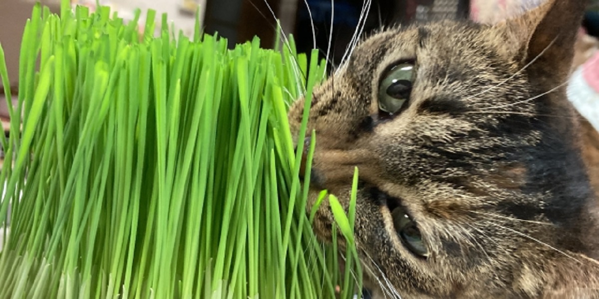 猫草を食べるネコ