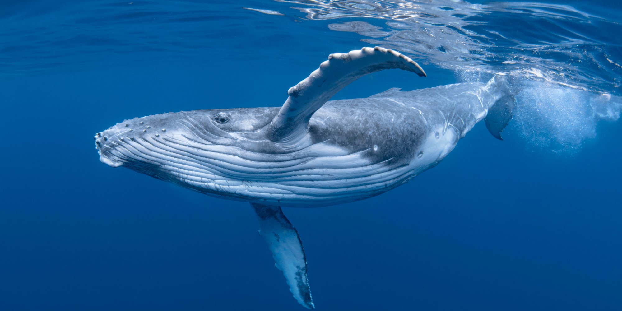 ザトウクジラの歌は太平洋を横断する