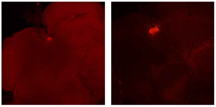 働きアリ（左）とガマゲイト（右）の脳内でのインスリン分泌（赤い部分）、ガマゲイトの方が分泌レベルが高い