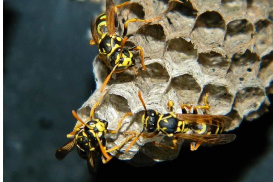 ミツバチは協働して巣を作る