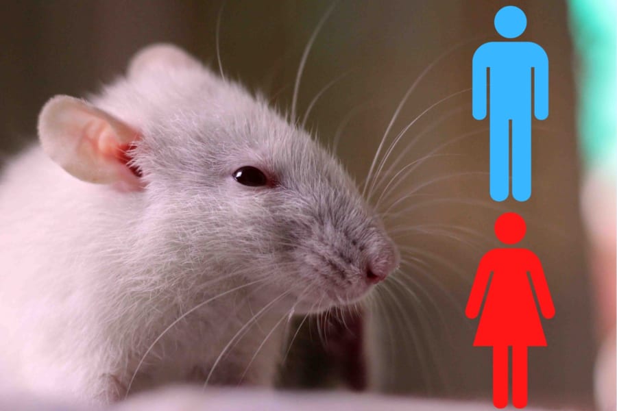 研究者の性別でマウス実験の「抗うつ剤」効果が変わると判明！