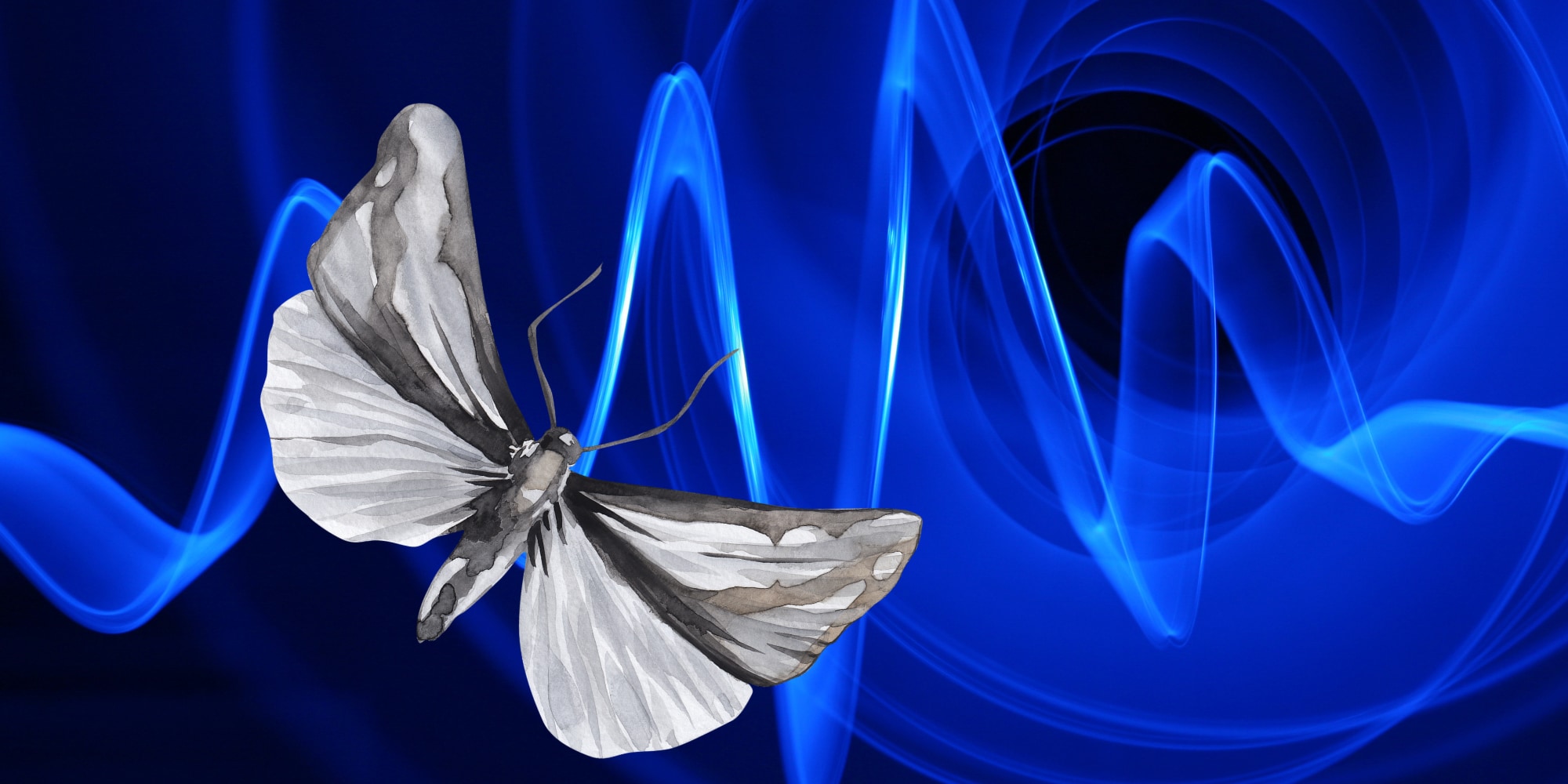 蛾の音源探知が新しい指向性マイクの開発に役立つかも