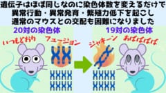 マウスの染色体数を20対から19対に変更した人工種を作ることに成功！