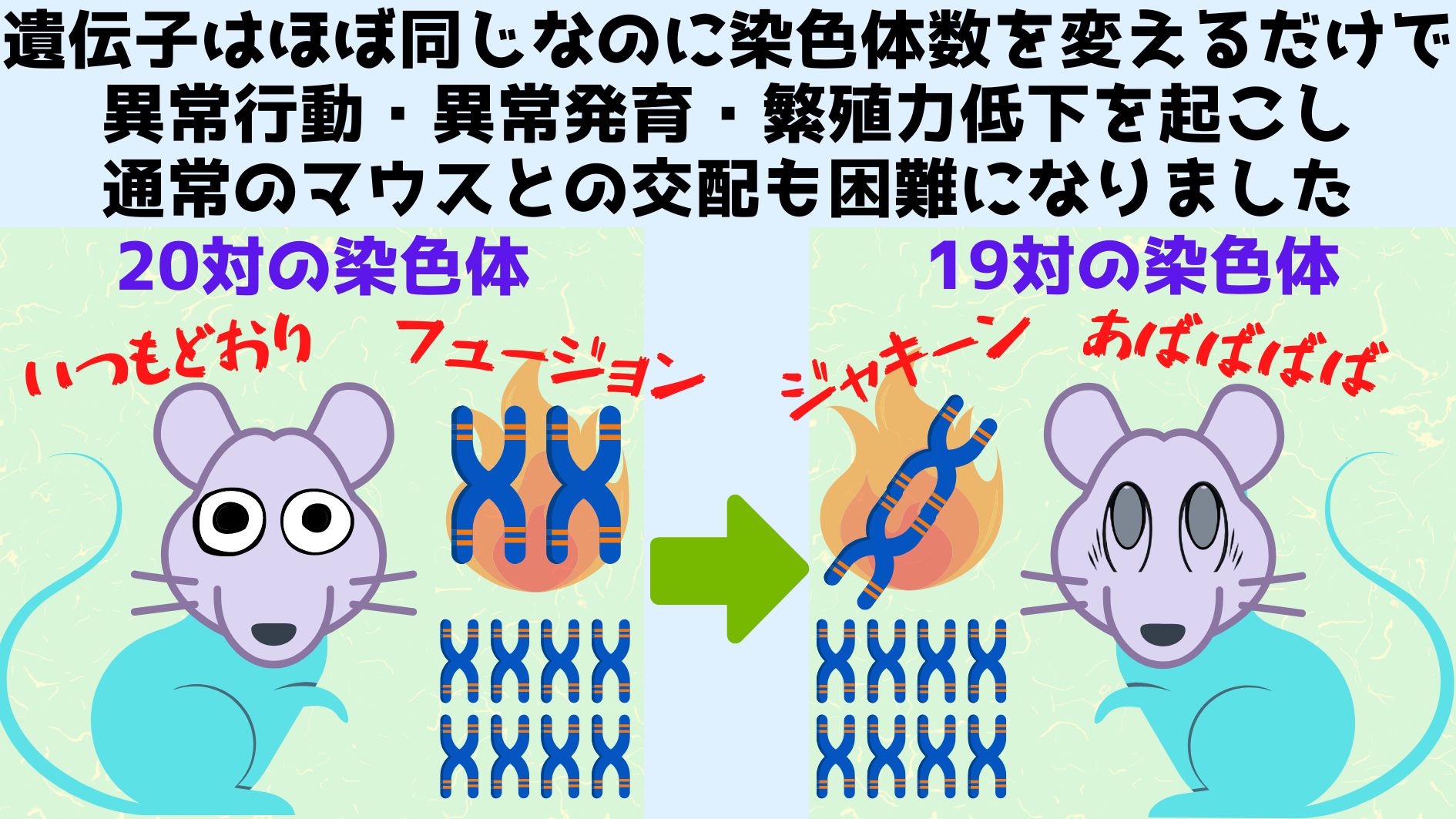 マウスの染色体数を20対から19対に変更した人工種を作ることに成功！
