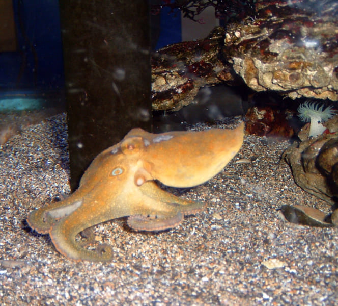 カリフォルニア・ツースポットタコ（学名：Octopus bimaculoides）、頭部の横に青い斑点が見える