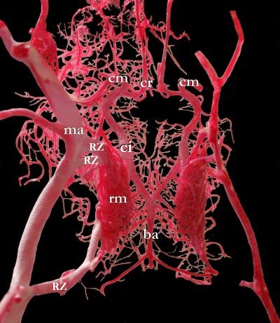 ヒツジの奇網で、静脈と動脈が複雑に絡み合っている