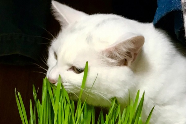 肉食のネコが好んで食べる「猫草」の役割とは？毛玉排出以外のメリットも明らかに