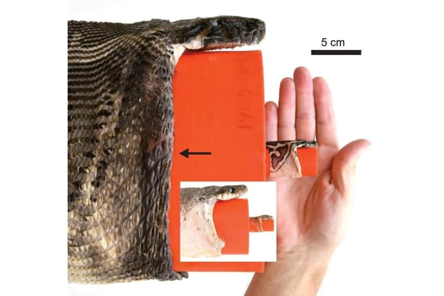 ビルマニシキヘビ（大画像）とミナミオオガシラ（白い囲み）の比較。黒矢印はビルマニシキヘビの下顎骨の先端