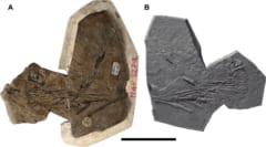 「コエルロサウラブス・エリベンシス」の化石サンプル
