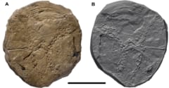 C. エリベンシス（A）の実際の化石と、それをシリコンで型取りしたもの（B）、中央下のスケールバーは5cmに相当