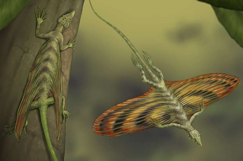 史上初の滑空爬虫類が「グライダー能力」を獲得した原因は古代の森の樹冠の変化だった