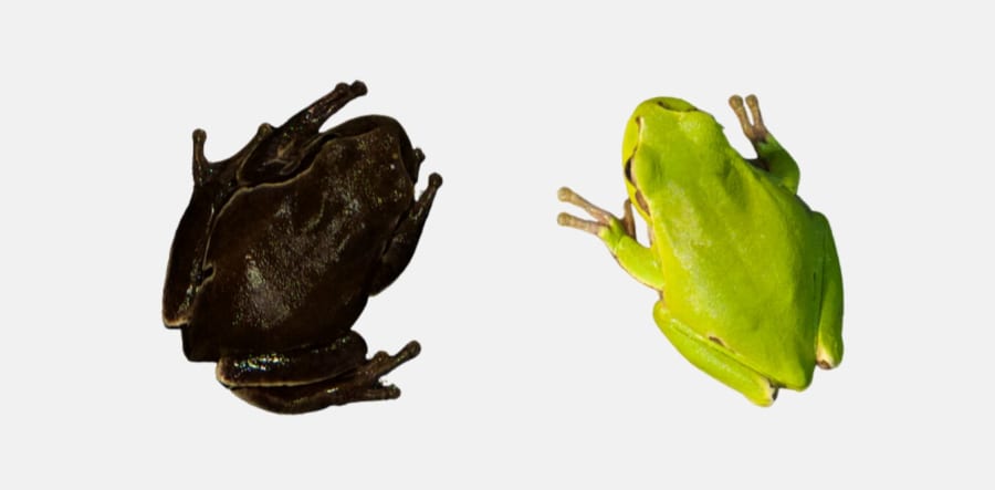 イースタンツリーフロッグ、一般的な黄緑個体（右）と珍しい黒色個体（左）