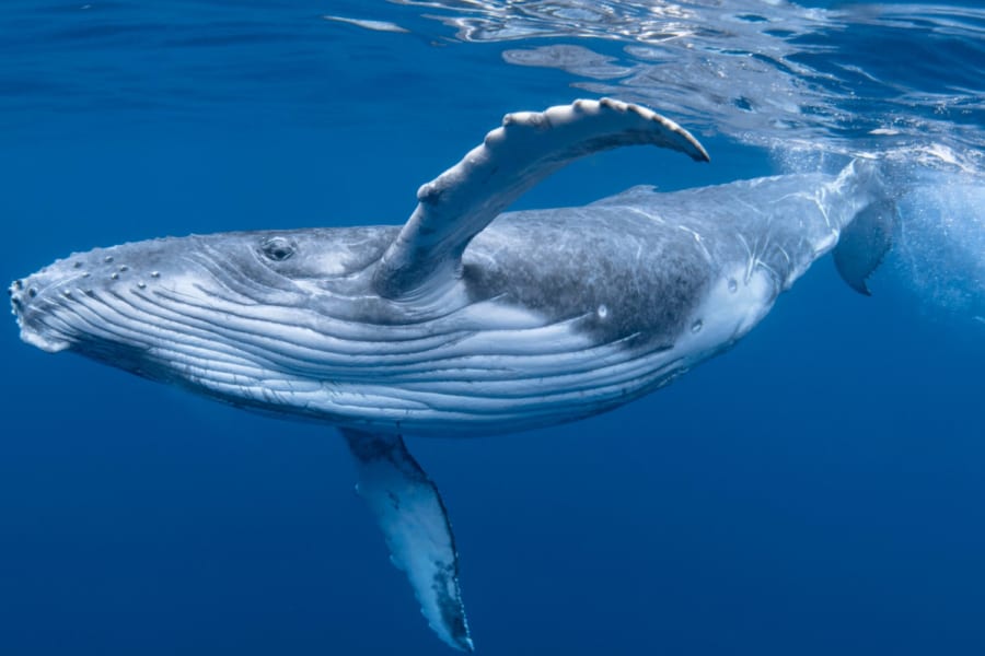 太平洋を横断して広まるザトウクジラたちの大ヒットソングを発見！