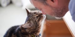 猫の「飼い主に対する愛情表現」を見つけよう