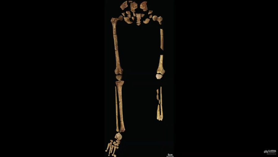 下半身の骨格、左足の脛から先が切断されている